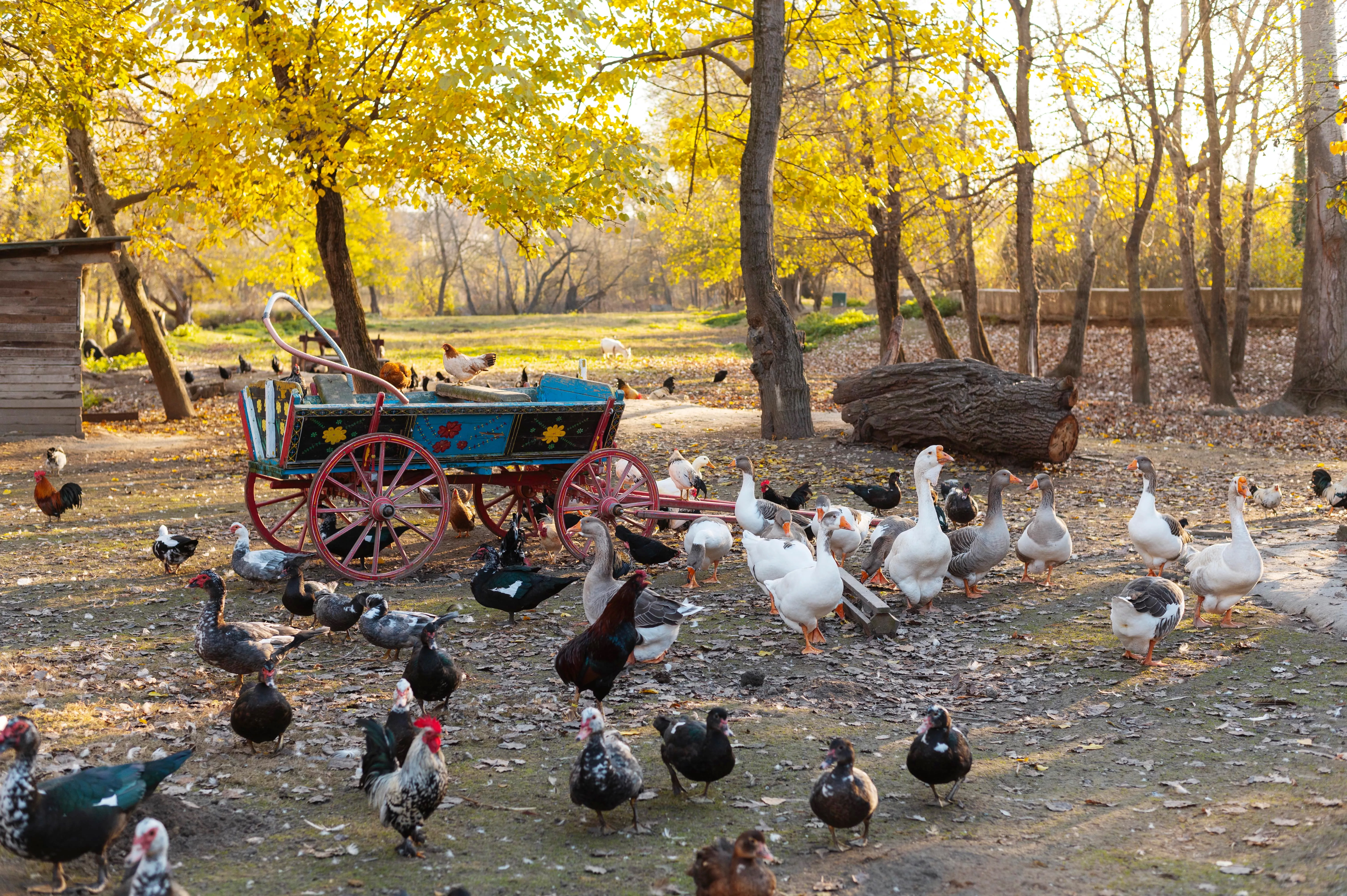 MDCP in Animal Feed: Production, Benefits & Market