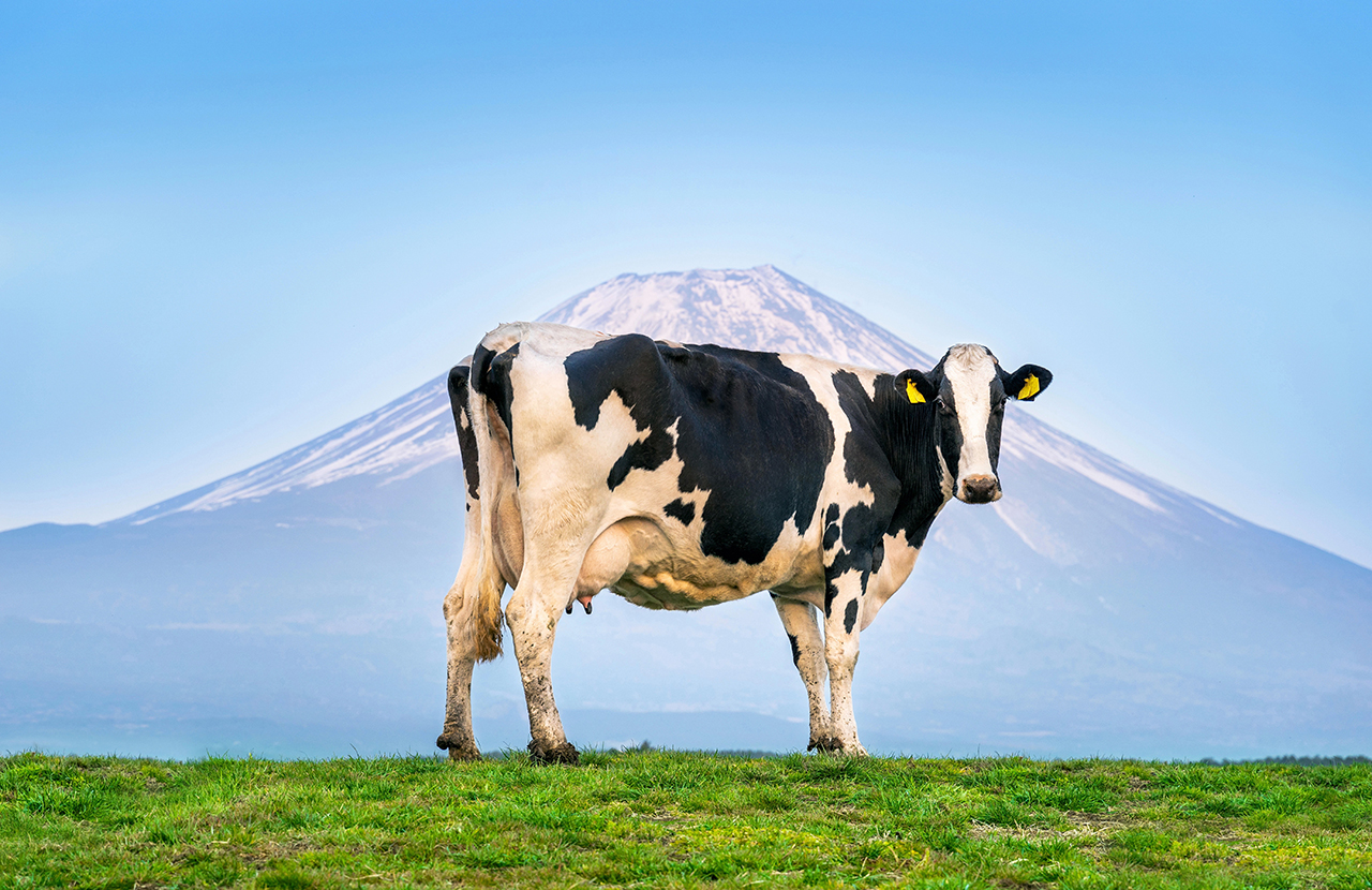 The main functions of feed additives in livestock and poultry feed