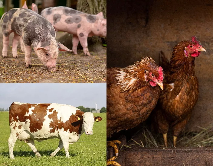 Copper Sulfate Pentahydrate: Importance in Animal Feed