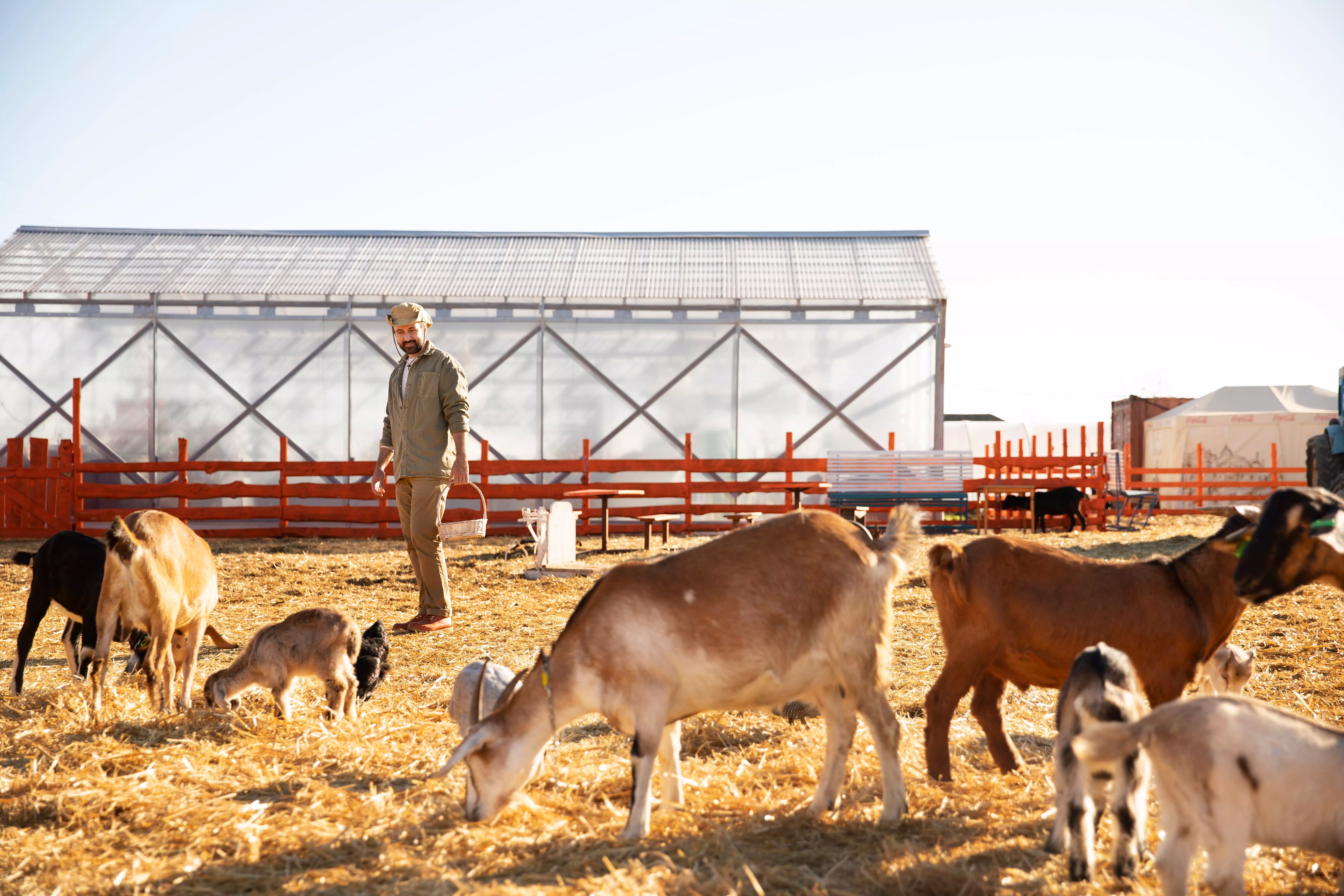 All About Zinc Sulfate for Feed Grade