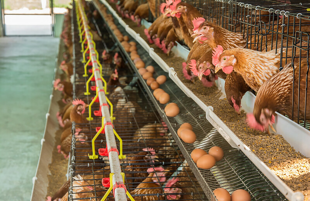 How to Supplement Calcium for Laying Hens