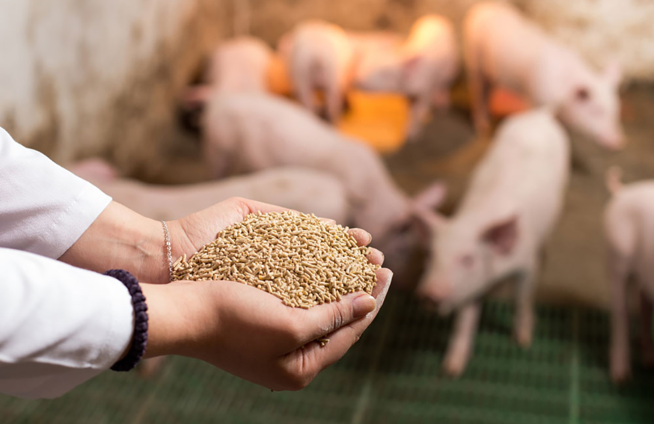 The Importance of Animal Nutrition and Feed in Livestock Production