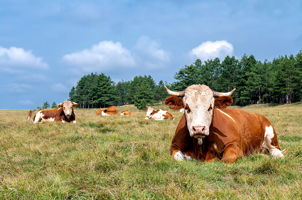 Optimizing Animal Nutrition with Feed Grade MDCP