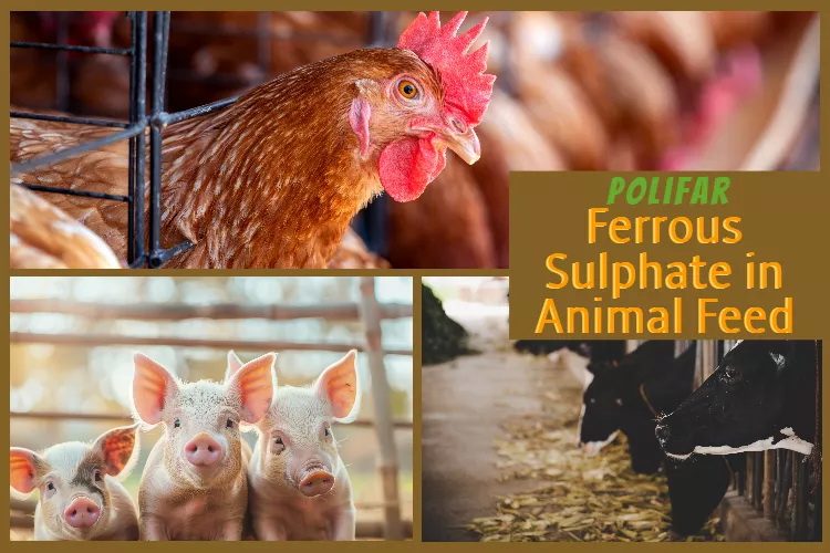 The Role and Benefits of Ferrous Sulphate in Animal Feed