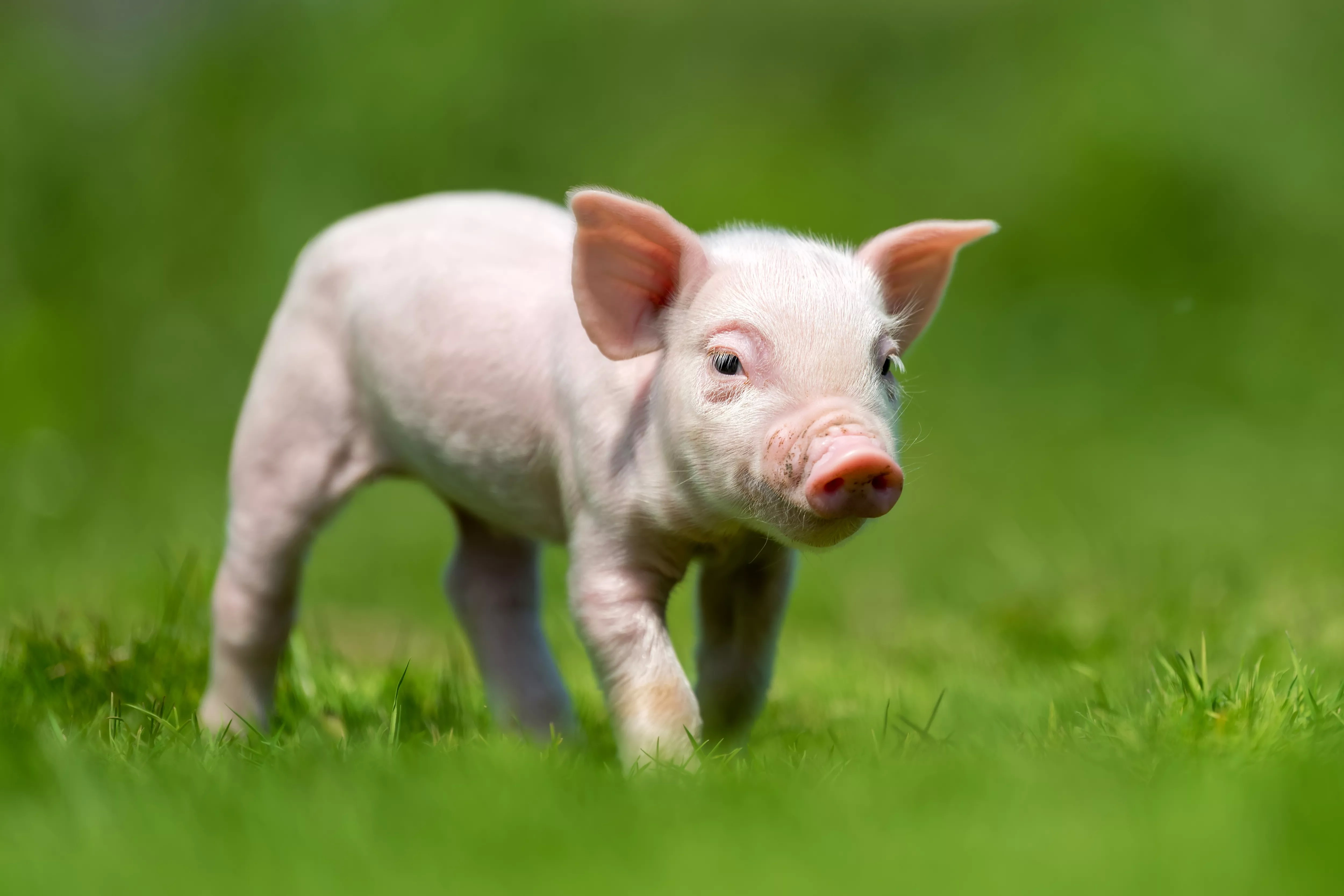 Polifar Pig Premixes: Ensuring Nutrition at Every Growth Stage