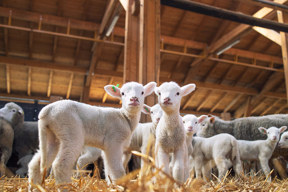 Magnesium Sulfate: Boosting Feed Efficiency and Health
