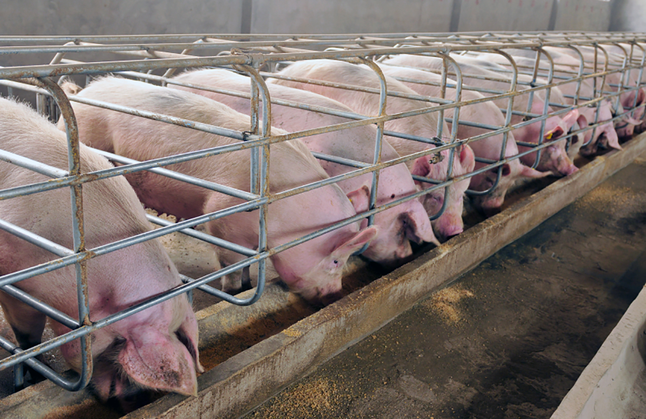 Key Considerations When Incorporating Feed Additives into Swine Feed